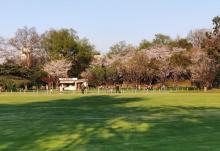 红梅公园6