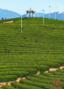 大木山茶园景区16