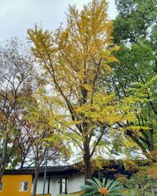 北塔报恩寺25
