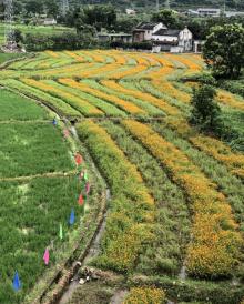 苍坡古村14