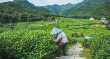 杭州龙坞茶村12