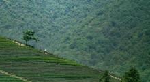 杭州龙坞茶村7
