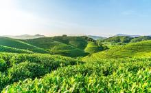 杭州龙坞茶村1