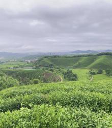 杭州龙坞茶村18