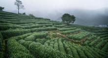 杭州龙坞茶村16
