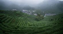 杭州龙坞茶村15