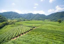 杭州龙坞茶村13