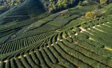 杭州龙坞茶村5