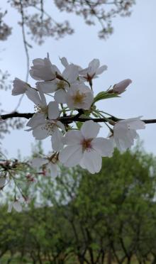 香雪海15