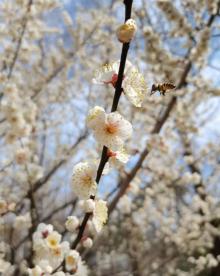 香雪海13