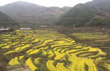 东澄村2