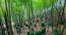 云顶草上世界17