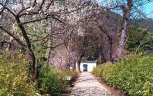 天平山20