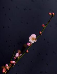 梅园7