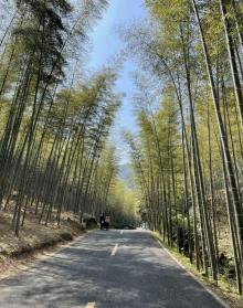 宜兴竹海27