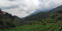 杨家堂村11
