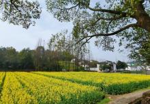 诸葛八卦村27