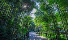 南山竹海25