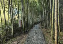 芝林古道2