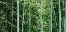 液态熊象山露营地6