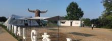 小森Glamping (宁海蓝湾营地)1