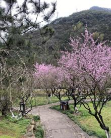 九峰山网岙景区18