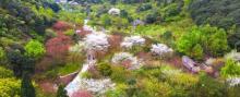 九峰山网岙景区3