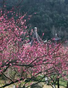 九峰山网岙景区14