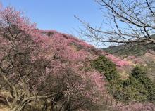 新建村梅林3