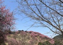新建村梅林1