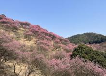 新建村梅林2