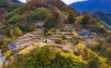 茅镬村古树林1