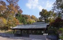 茅镬村古树林3