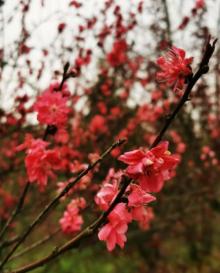桃花岛风景区24