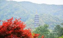 天童国家森林公园12