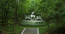 溪口杜鹃谷森林公园8