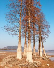 四明湖水杉湿地13