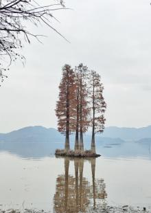 四明湖水杉湿地18