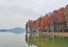 四明湖水杉湿地17