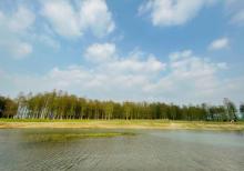 四明湖水杉湿地10