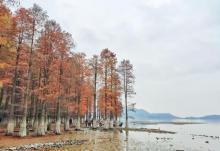 四明湖水杉湿地16