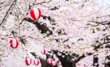 樱花公园6
