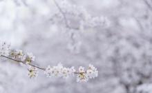 樱花公园3