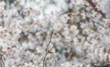 樱花公园7