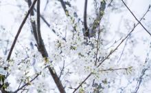 樱花公园4