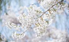 樱花公园8