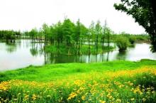 贡湖湾湿地公园2