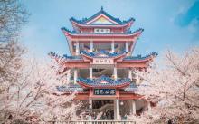 赏樱阁3