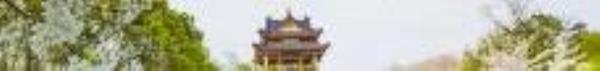 赏樱阁2
