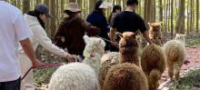 上海自然卷卷牧野20
